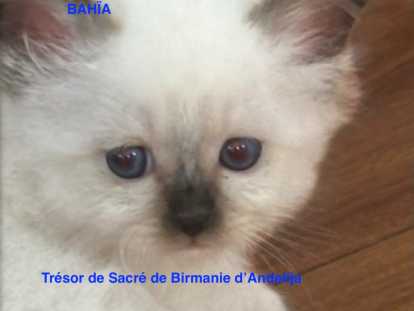 4 chatonnes Sacré de Birmanie à vendre