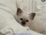 4 chatonnes Sacré de Birmanie à vendre