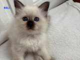 4 chatonnes Sacré de Birmanie à vendre