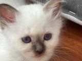 4 chatonnes Sacré de Birmanie à vendre