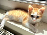 Suki, chatonne à adopter en association