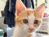 Suki, chatonne à adopter en association