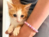 Suki, chatonne à adopter en association