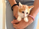 Suki, chatonne à adopter en association