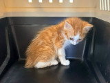 Suki, chatonne à adopter en association