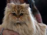 Magnifique British Longhair de 3 ans à vendre
