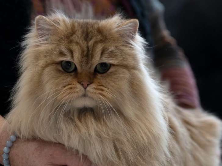 Magnifique British Longhair de 3 ans à vendre