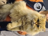Magnifique British Longhair de 3 ans à vendre