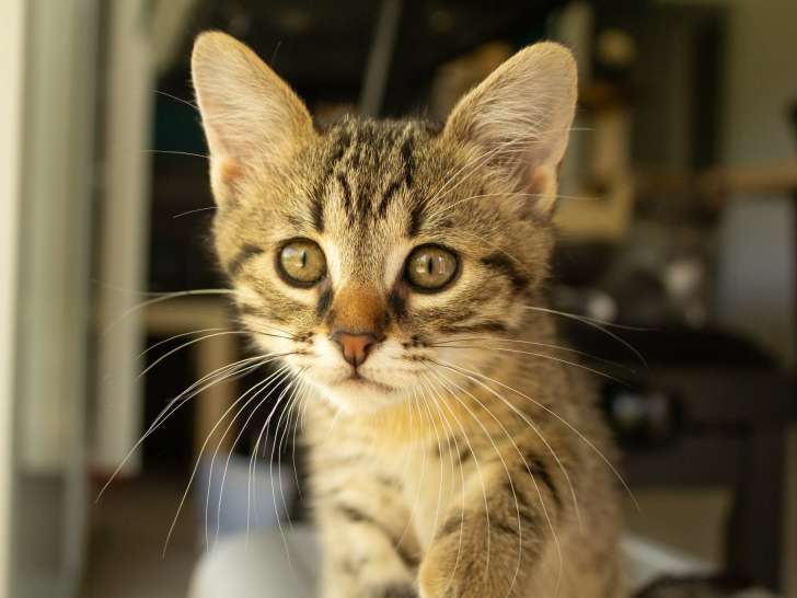 Carino, chaton à adopter en association