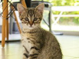 Carino, chaton à adopter en association
