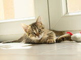 Carino, chaton à adopter en association