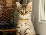 Carino, chaton à adopter en association
