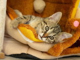 Carino, chaton à adopter en association