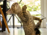 Carino, chaton à adopter en association