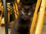 Cizzio, chaton à adopter en association