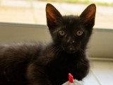 Cizzio, chaton à adopter en association