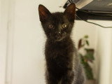 Cizzio, chaton à adopter en association