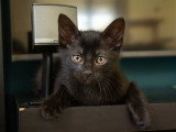 Cizzio, chaton à adopter en association