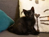 Cizzio, chaton à adopter en association