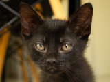 Cizzio, chaton à adopter en association