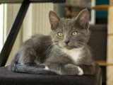 Calzino, chaton à adopter en association