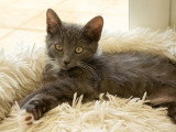 Calzino, chaton à adopter en association