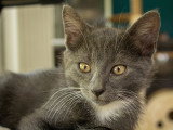 Calzino, chaton à adopter en association
