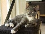 Calzino, chaton à adopter en association