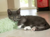 Calzino, chaton à adopter en association