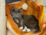 Calzino, chaton à adopter en association