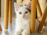 Cotone, chaton à adopter en association