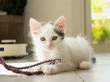 Cotone, chaton à adopter en association
