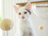 Cotone, chaton à adopter en association