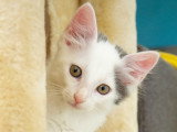 Cotone, chaton à adopter en association