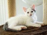 Cotone, chaton à adopter en association