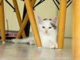 Cotone, chaton à adopter en association
