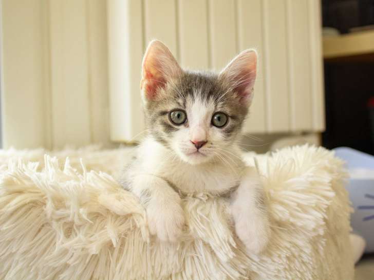 Mako, chaton à adopter en association