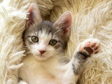 Mako, chaton à adopter en association