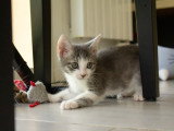 Mako, chaton à adopter en association