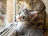 Mako, chaton à adopter en association