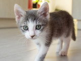 Mako, chaton à adopter en association