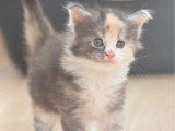 7 chatons Maine Coon LOOF nés mai et juin 2026