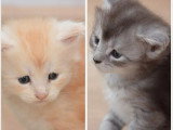 7 chatons Maine Coon LOOF nés mai et juin 2026