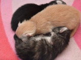 7 chatons Maine Coon LOOF nés mai et juin 2026
