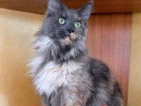 7 chatons Maine Coon LOOF nés mai et juin 2026