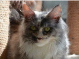 7 chatons Maine Coon LOOF nés mai et juin 2026