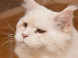 7 chatons Maine Coon LOOF nés mai et juin 2026