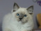 2 chatons Ragdoll mâles LOOF à réserver nés en mars 2026