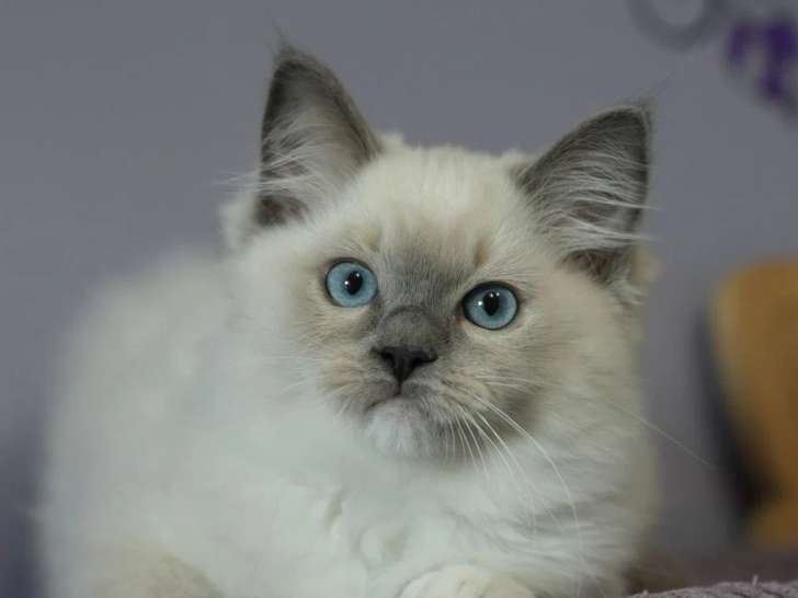 2 chatons Ragdoll mâles LOOF à réserver nés en mars 2026