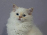 2 chatons Ragdoll mâles LOOF à réserver nés en mars 2026